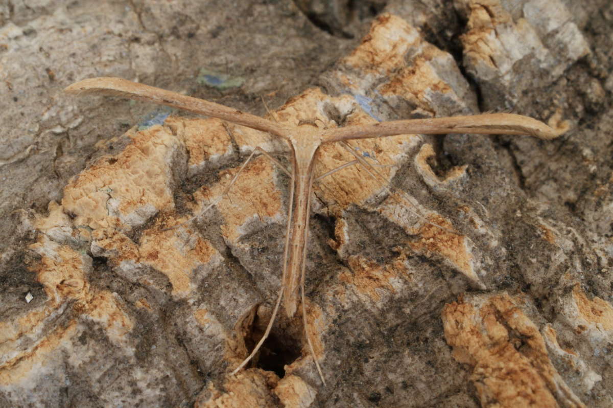 Common Plume (Emmelina monodactyla) photographed at Aylesham  by Dave Shenton 