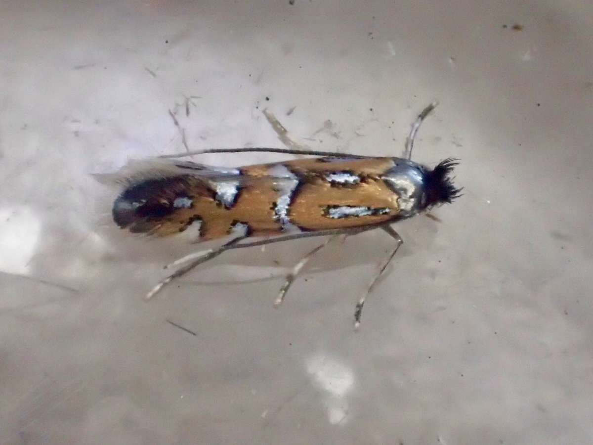 Fiery Oak Midget (Phyllonorycter lautella) photographed at Denge Wood  by Dave Shenton 