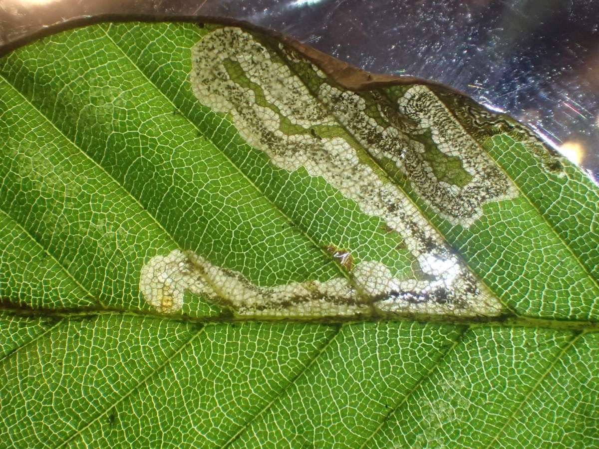 Beech Pigmy (Stigmella hemargyrella) photographed in Kent by Dave Shenton 