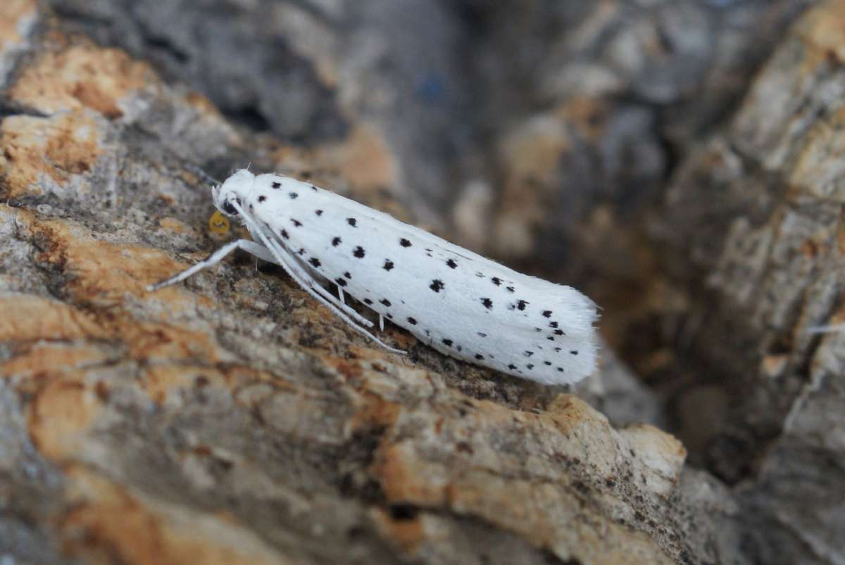 Apple Ermine (Yponomeuta malinellus) photographed in Kent by Dave Shenton 