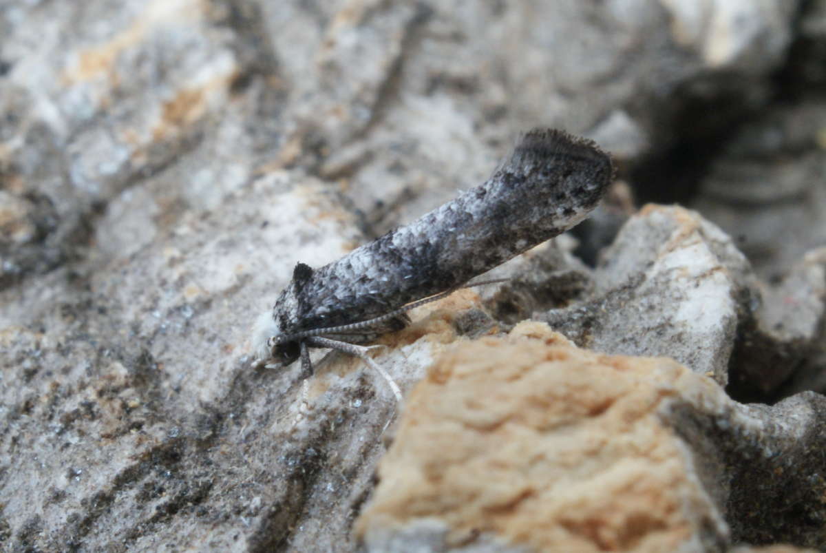 Hawthorn Ermine (Paraswammerdamia nebulella) photographed at Aylesham  by Dave Shenton 