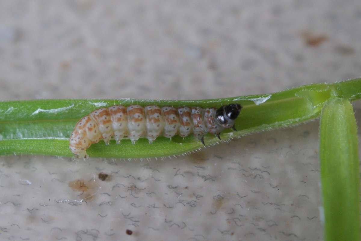 Three-colour Groundling (Caryocolum tricolorella) photographed at Aylesham by Dave Shenton 