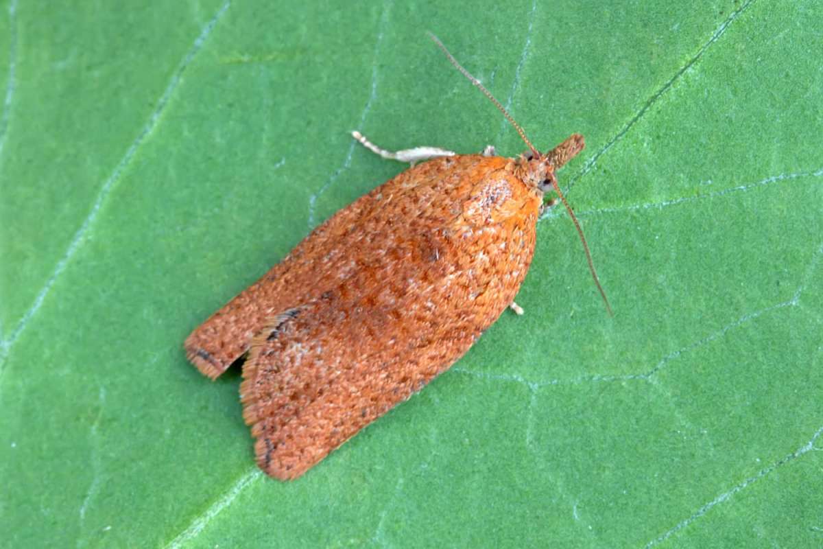 Light Brown Apple Moth (Epiphyas postvittana) photographed in Kent by Peter Maton