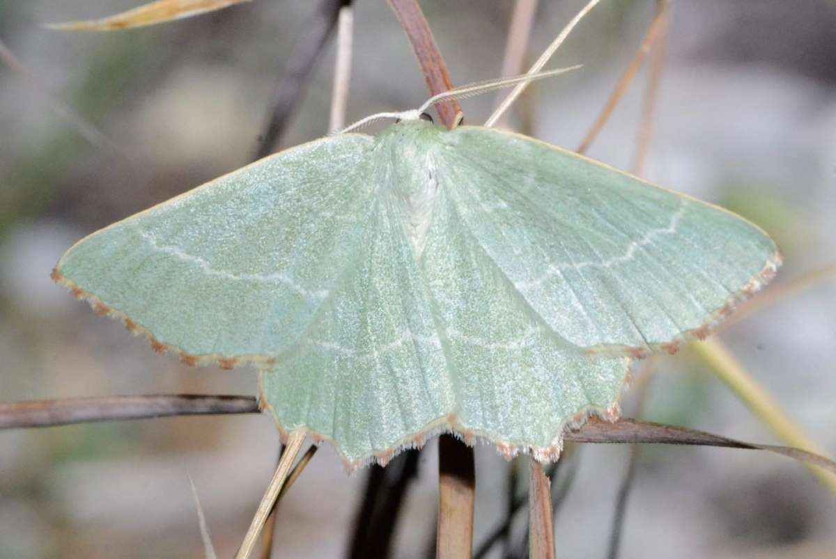 Sussex Emerald (Thalera fimbrialis) photographed at Stodmarsh NNR by Alan Stubbs