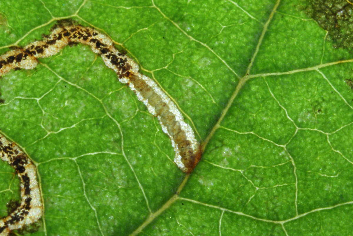 Apple Leaf-miner (Lyonetia clerkella) photographed at Aylesham  by Dave Shenton 