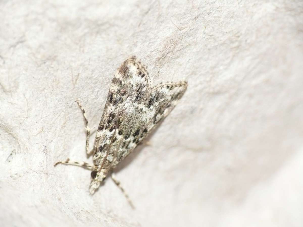 White-line Grey (Eudonia lineola) photographed at Samphire Hoe by Dave Grundy