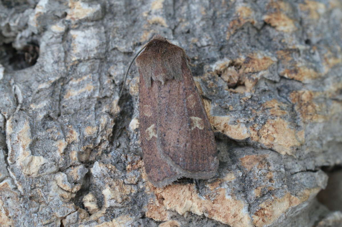 Square-spot Rustic (Xestia xanthographa) photographed at Aylesham  by Dave Shenton 