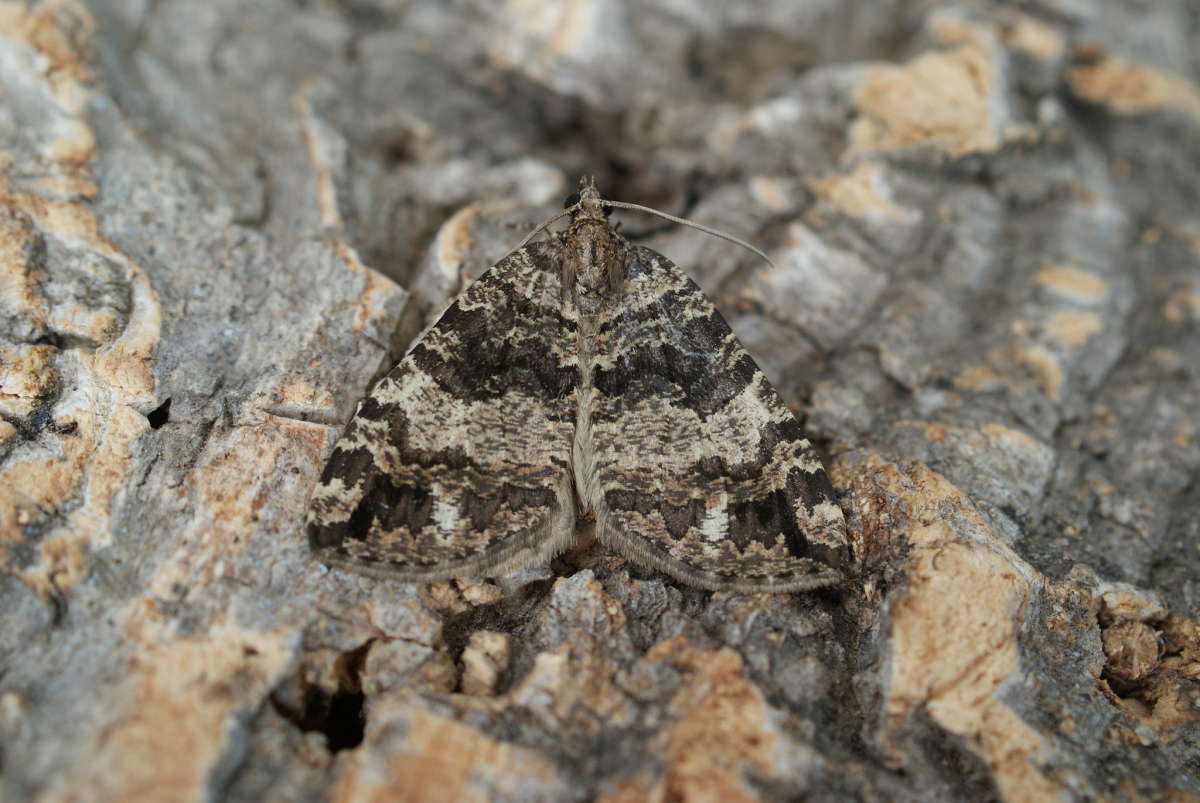 July Highflyer (Hydriomena furcata) photographed at Aylesham  by Dave Shenton 