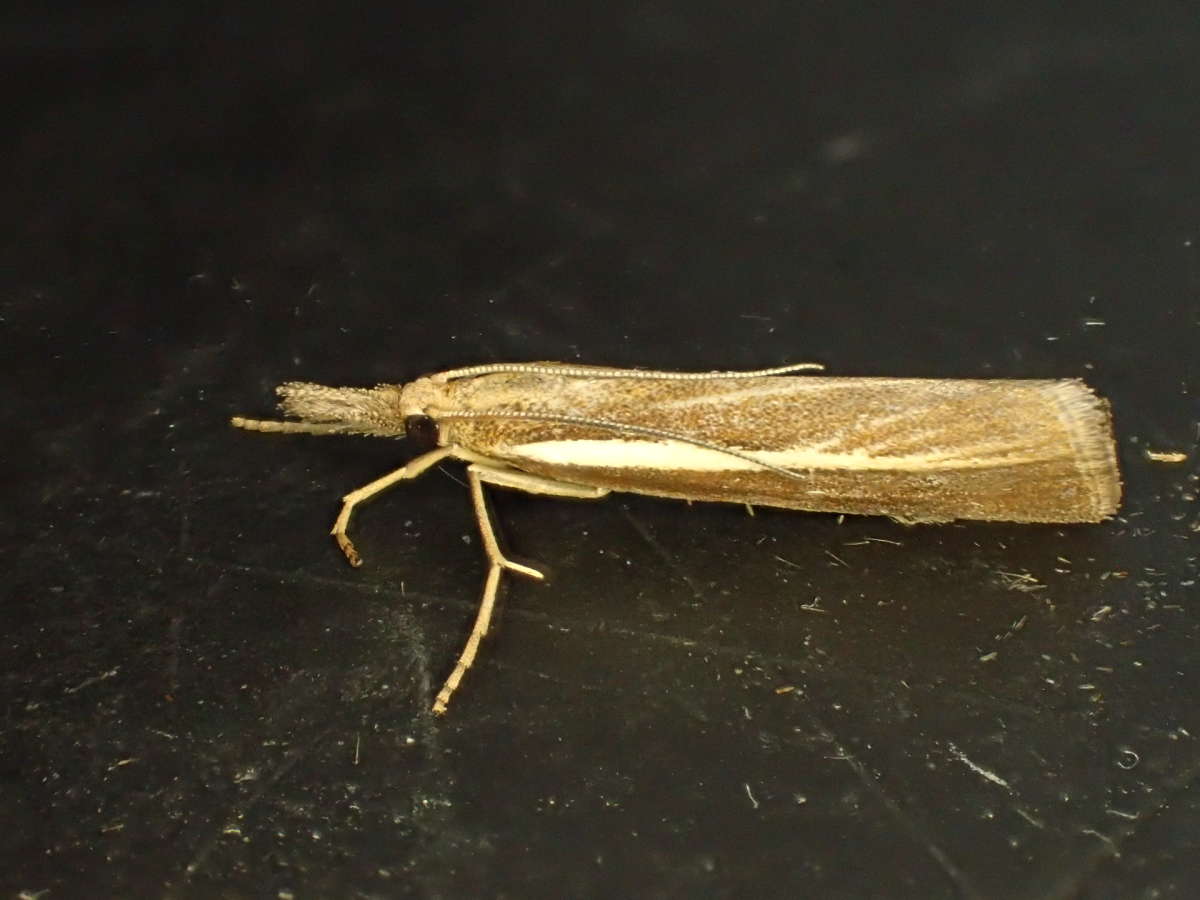 Common Grass-veneer (Agriphila tristella) photographed in Kent by Dave Shenton