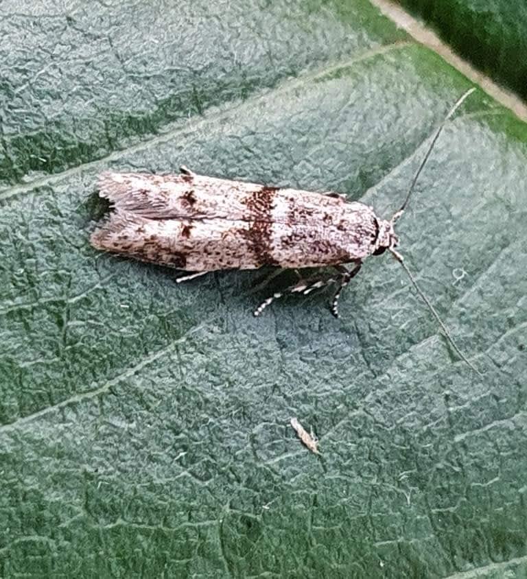 Marsh Dowd (Blastobasis rebeli) photographed at Folkestone Warren by Ian Roberts