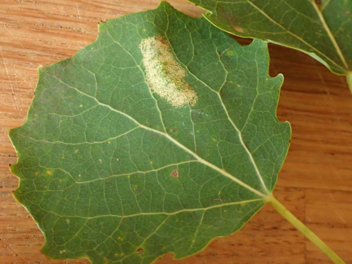 Scarce Aspen Midget (Phyllonorycter sagitella) photographed in Kent by Dave Shenton 