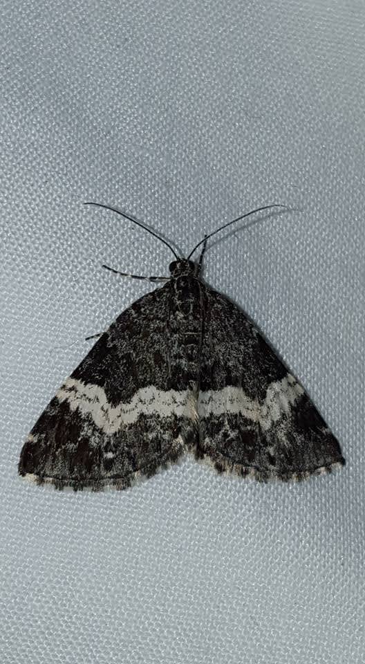 White-banded Carpet (Spargania luctuata) photographed in Kent by Leonard Cooper 