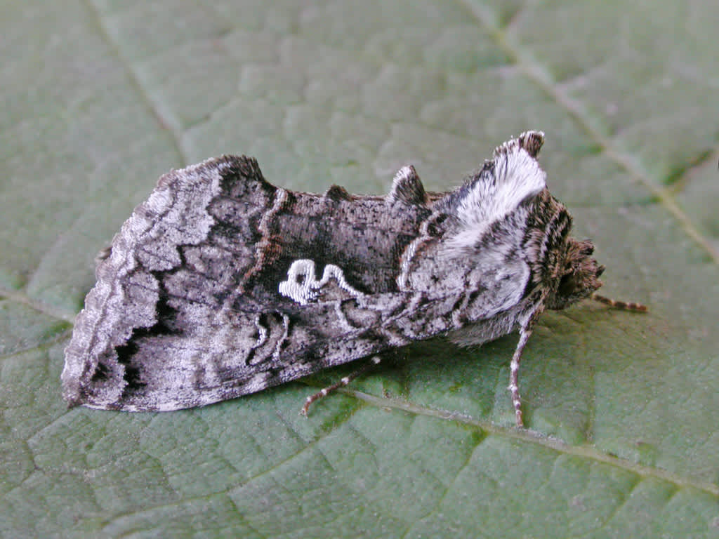 Scarce Silver Y (Syngrapha interrogationis) photographed in Kent by David Beadle 