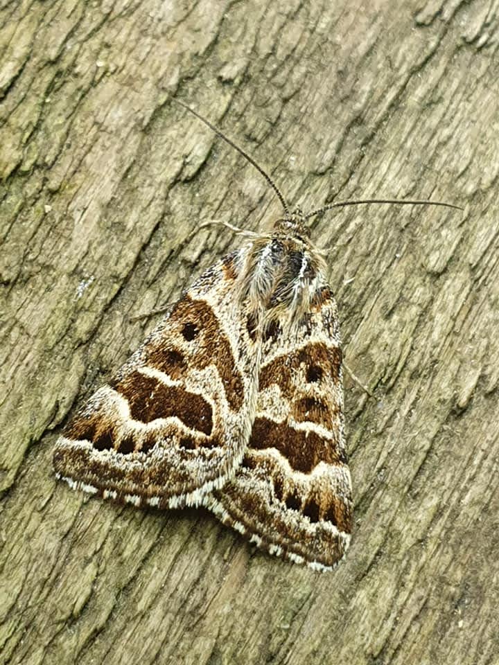 Mother Shipton (Euclidia mi) photographed in Kent by Leonard Cooper