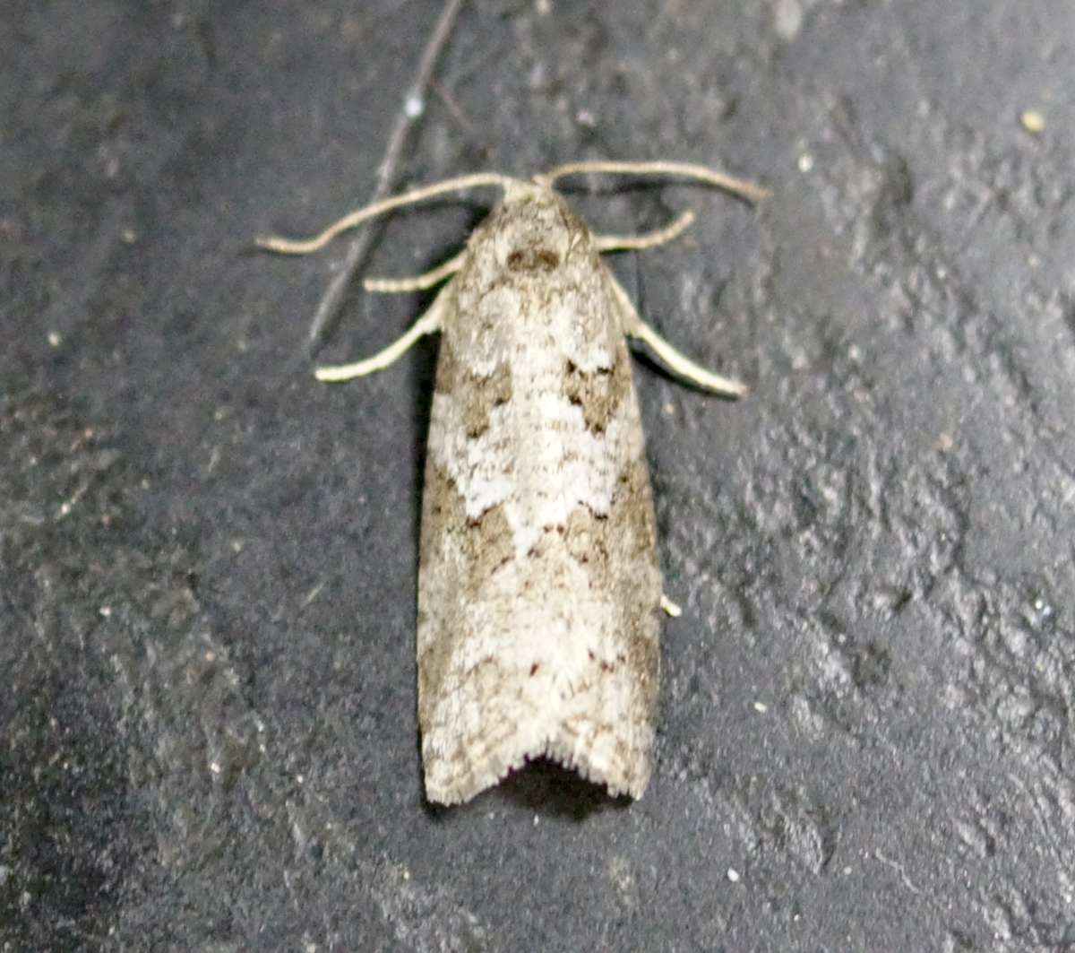 Grey Tortrix (Cnephasia stephensiana) photographed at Aylesham  by Dave Shenton 