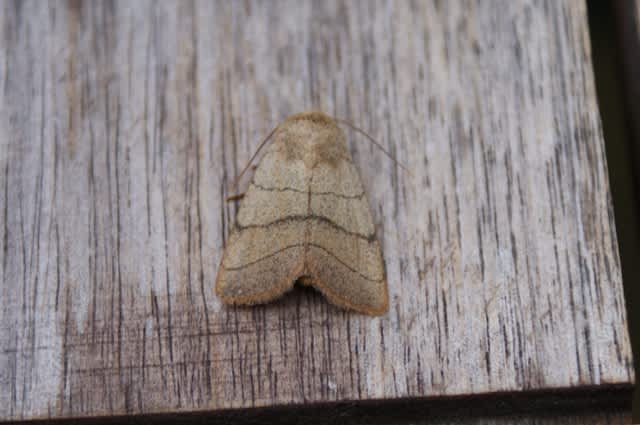 Treble Lines (Charanyca trigrammica) photographed at Aylesham  by Dave Shenton 