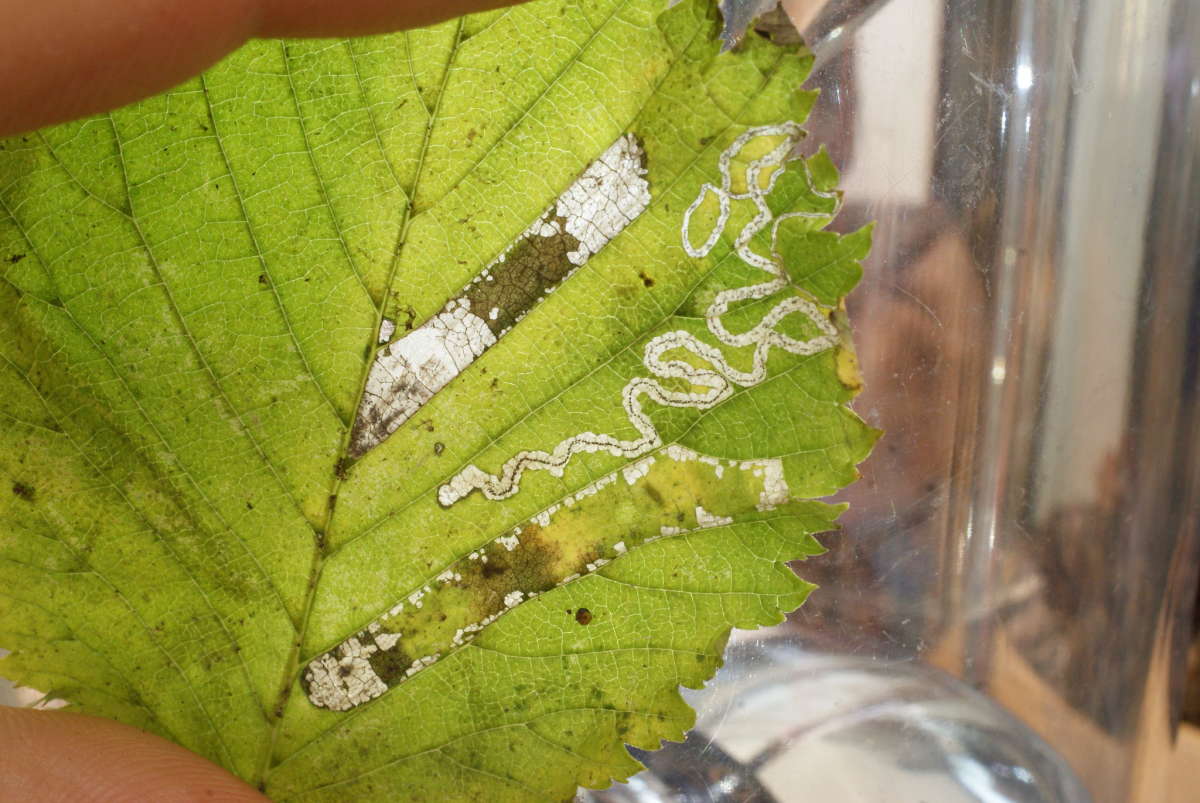 Barred Elm Pigmy (Stigmella ulmivora) photographed at Aylesham  by Dave Shenton 