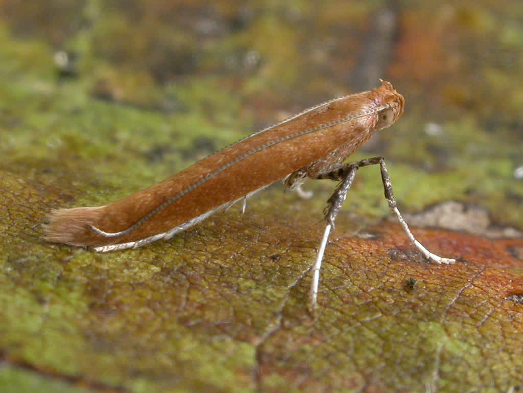 Small Red Slender (Caloptilia rufipennella) photographed in Kent by David Beadle 