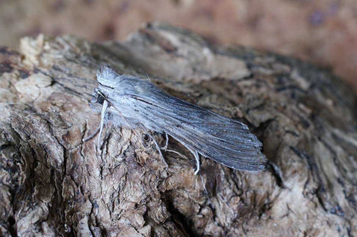 The Shark (Cucullia umbratica) photographed at Aylesham  by Dave Shenton 