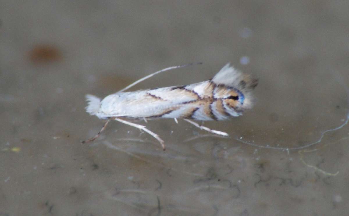 Hornbeam Midget (Phyllonorycter tenerella) photographed at Jumping Downs LNR, Barham by Dave Shenton 