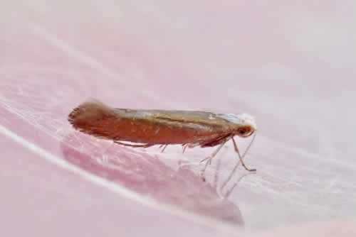 Bronze Argent (Argyresthia arceuthina) photographed in Kent by Oliver Bournat