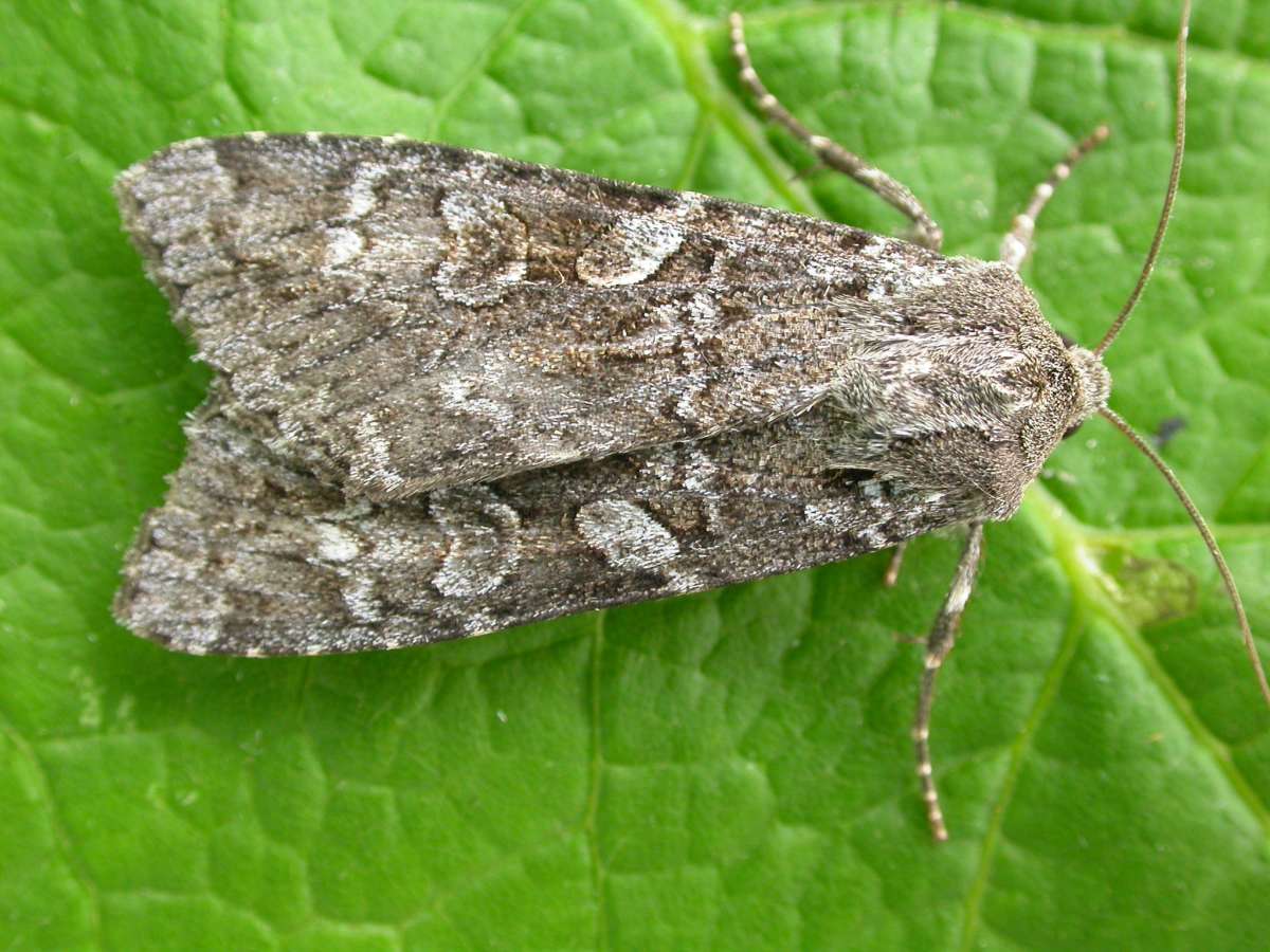 Great Brocade (Eurois occulta) photographed in Kent by Tony Morris