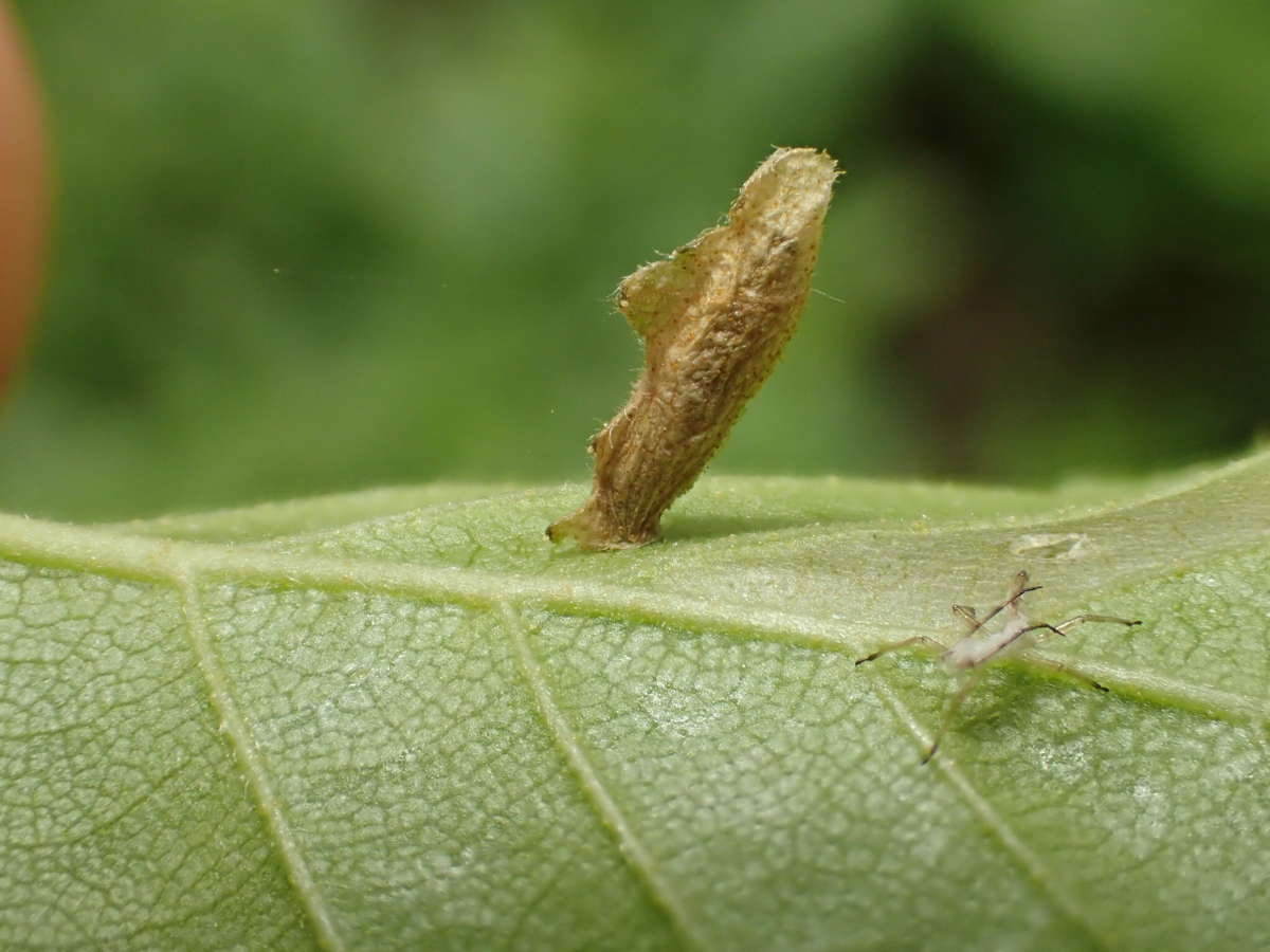 Common Case-bearer (Coleophora serratella) photographed at Goodnestone  by Dave Shenton 