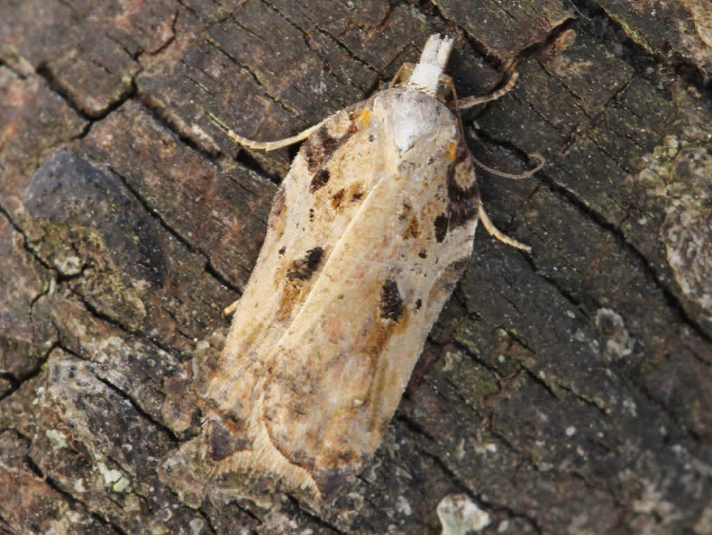 Tufted Button (Acleris cristana) photographed in Kent by D Beadle