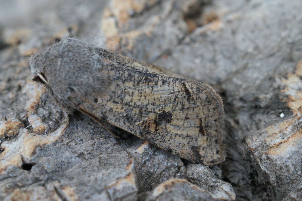 Clouded Drab (Orthosia incerta) photographed at Aylesham  by Dave Shenton 