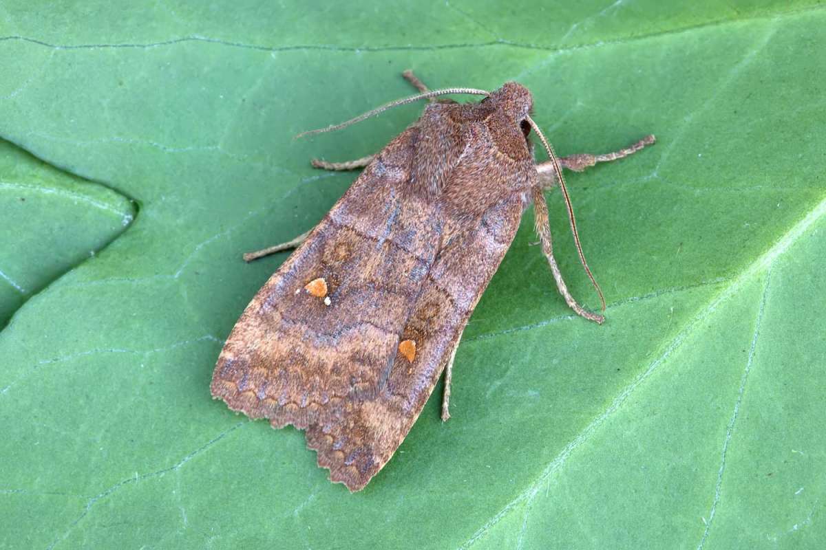 The Satellite (Eupsilia transversa) photographed in Kent by Peter Maton 