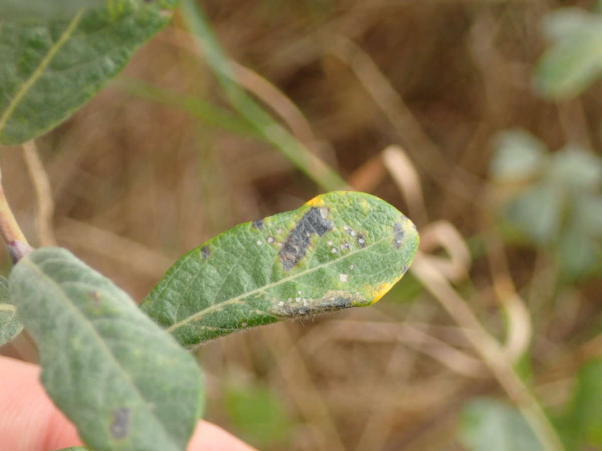 Sandhill Midget (Phyllonorycter quinqueguttella) photographed at Sandwich Bay by Dave Shenton 