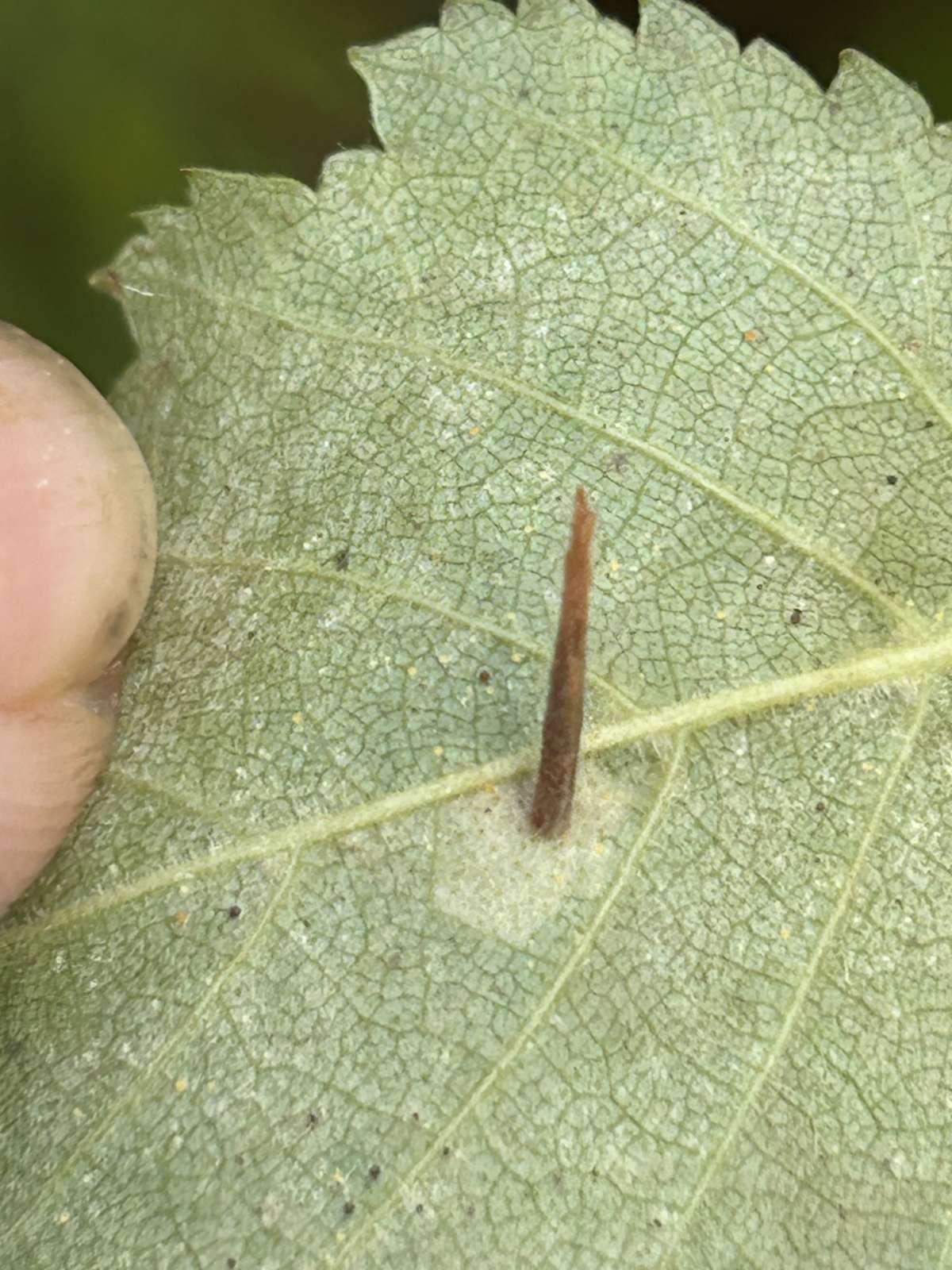 Buff Birch Case-bearer (Coleophora milvipennis) photographed in Kent by Dave Shenton