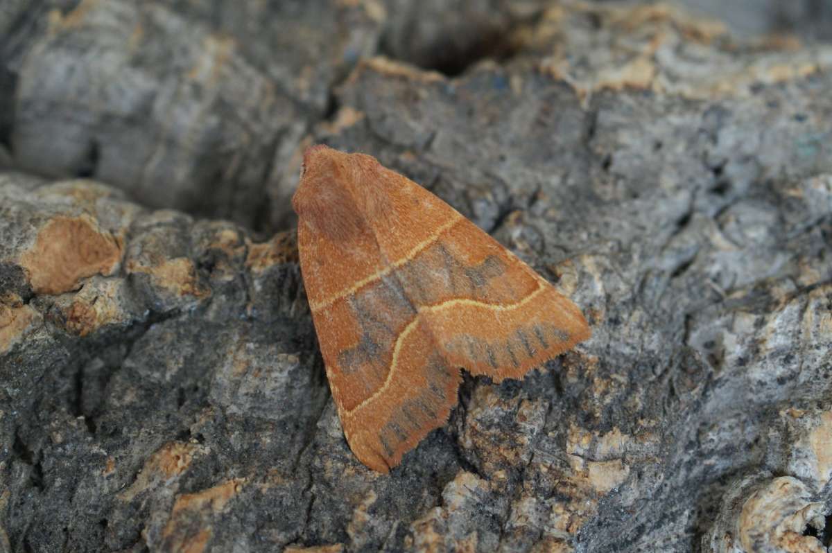 Centre-barred Sallow (Atethmia centrago) photographed at Aylesham  by Dave Shenton 