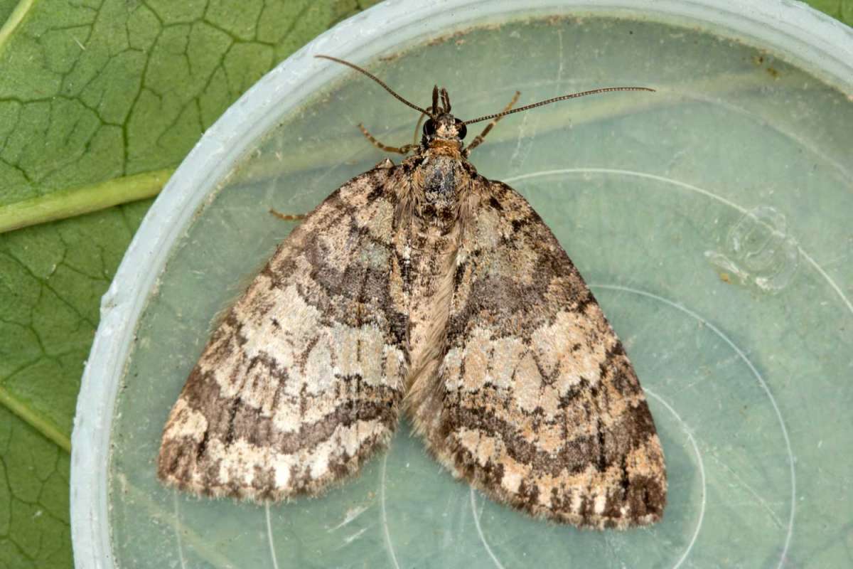 May Highflyer (Hydriomena impluviata) photographed at Boughton-under-Blean by Peter Maton 