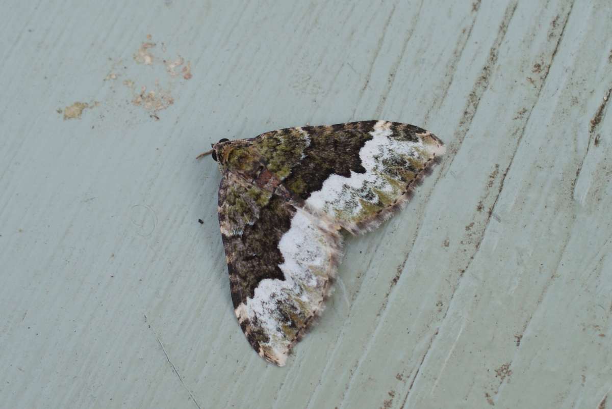 Cloaked Carpet (Euphyia biangulata) photographed in Kent by Dave Shenton 