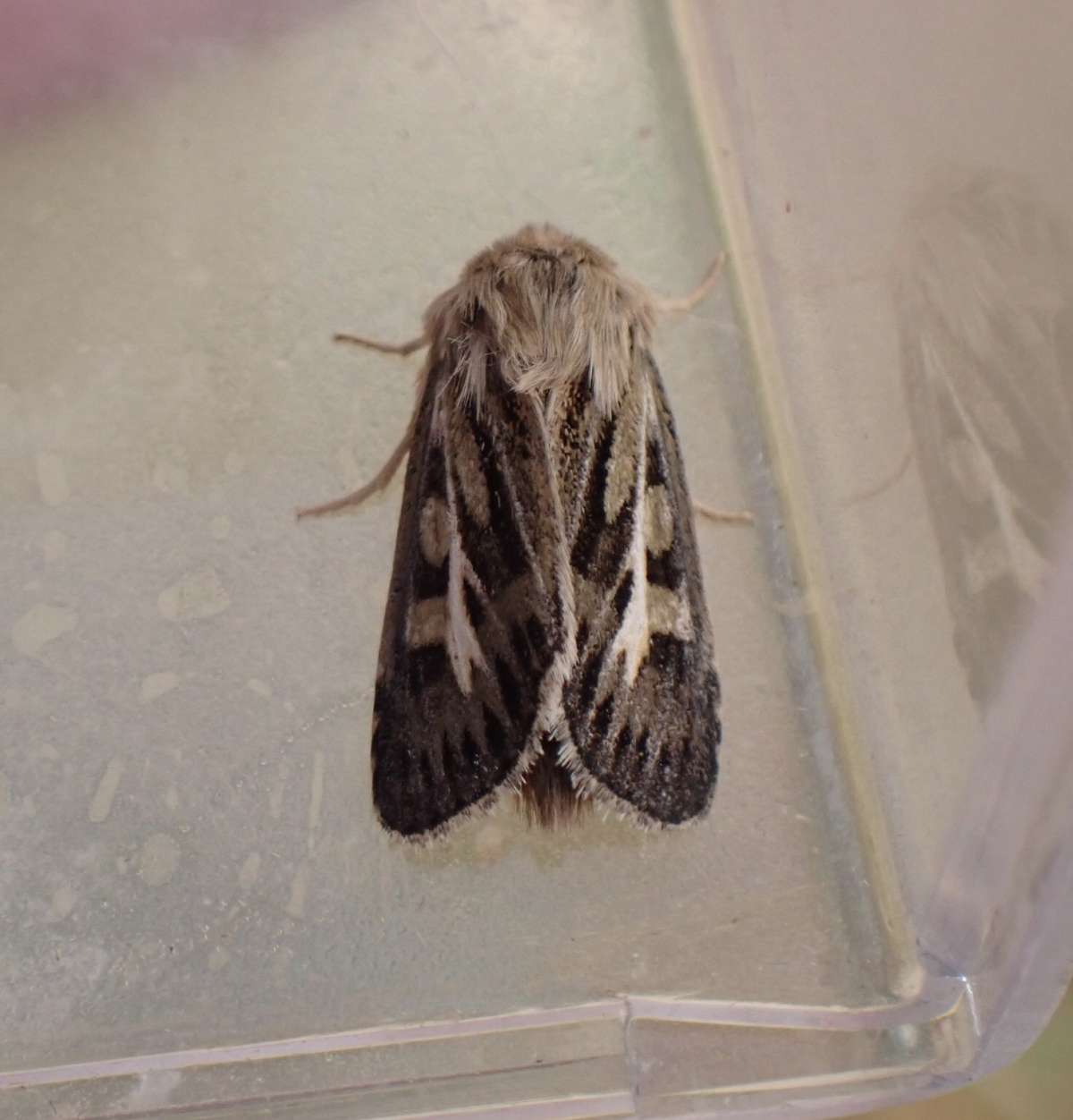 Antler Moth (Cerapteryx graminis) photographed at Marden  by Lou Carpenter