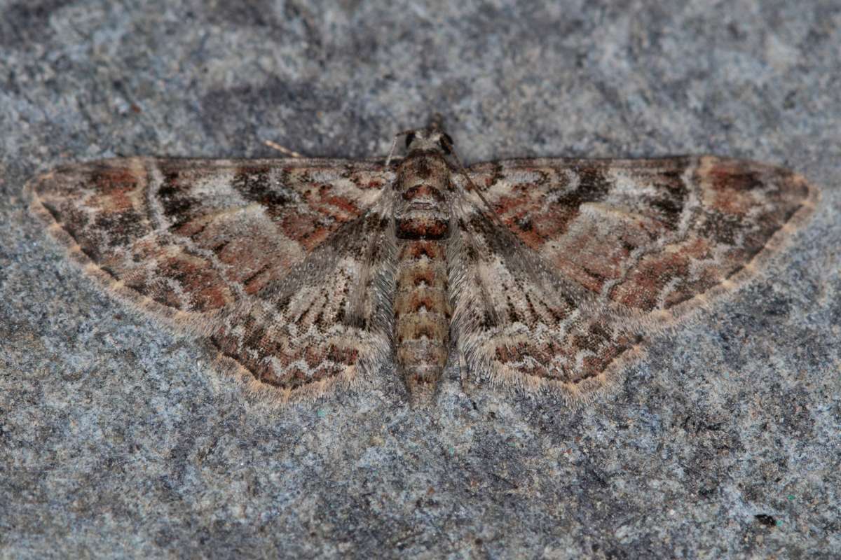 Double-striped Pug (Gymnoscelis rufifasciata) photographed in Kent by Martin Collins 