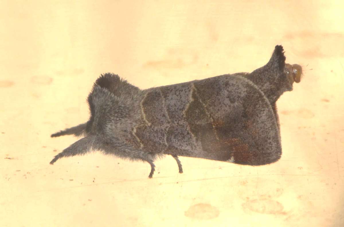 Small Chocolate-tip (Clostera pigra) photographed at Packing Wood by Alan Stubbs