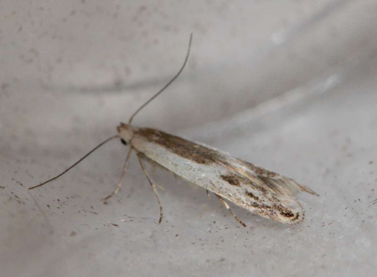 Eyelet Sober (Thiotricha subocellea) photographed at Queendown Warren  by Alan Stubbs 