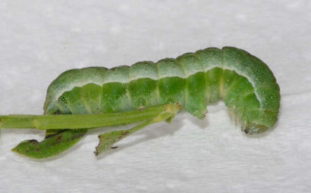 Small Angle Shades (Euplexia lucipara) photographed in Kent by Alan Stubbs 