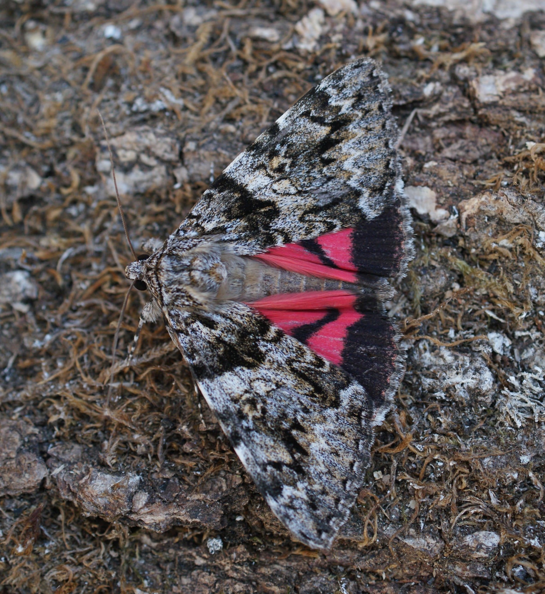 Dark Crimson Underwing (Catocala sponsa) photographed in Kent by Dave Shenton 