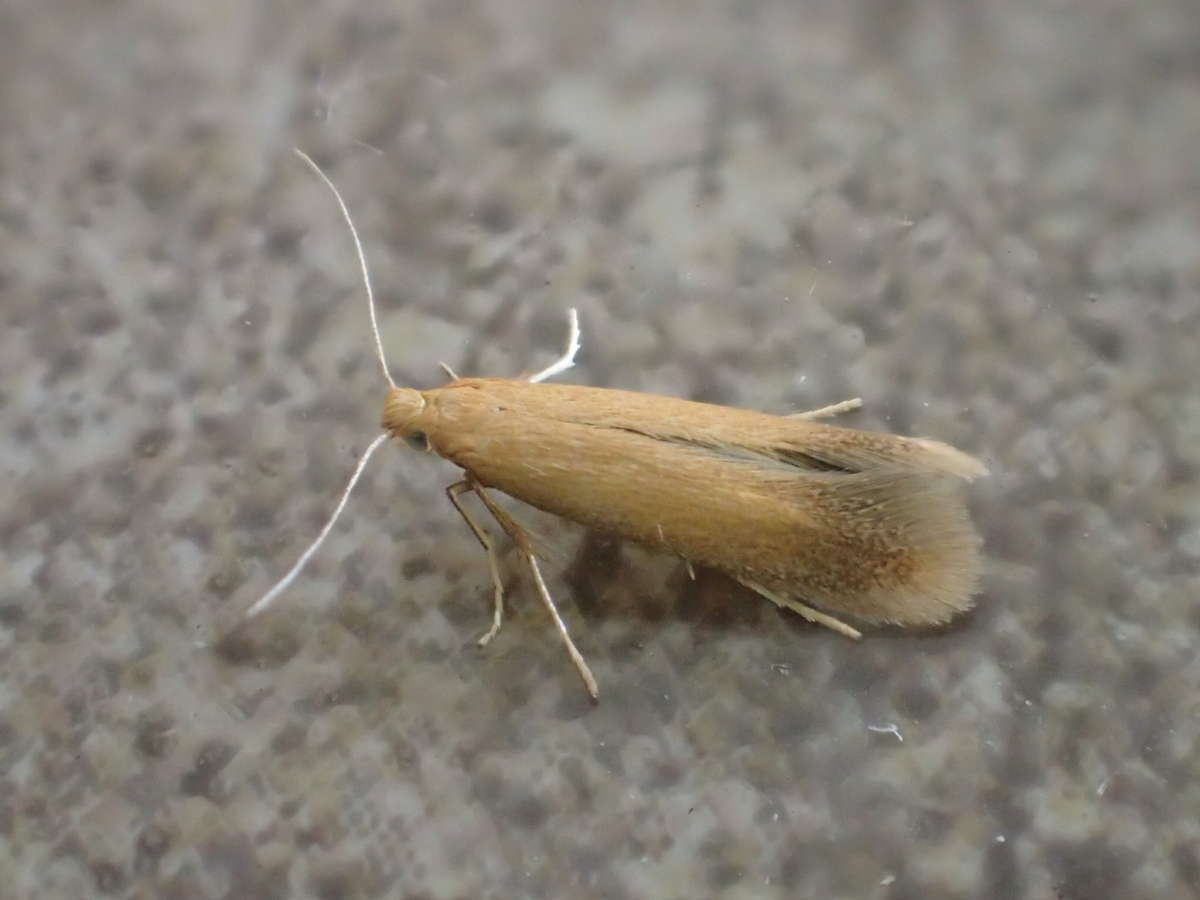 Oak Carl (Tischeria ekebladella) photographed in Kent by Dave Shenton 