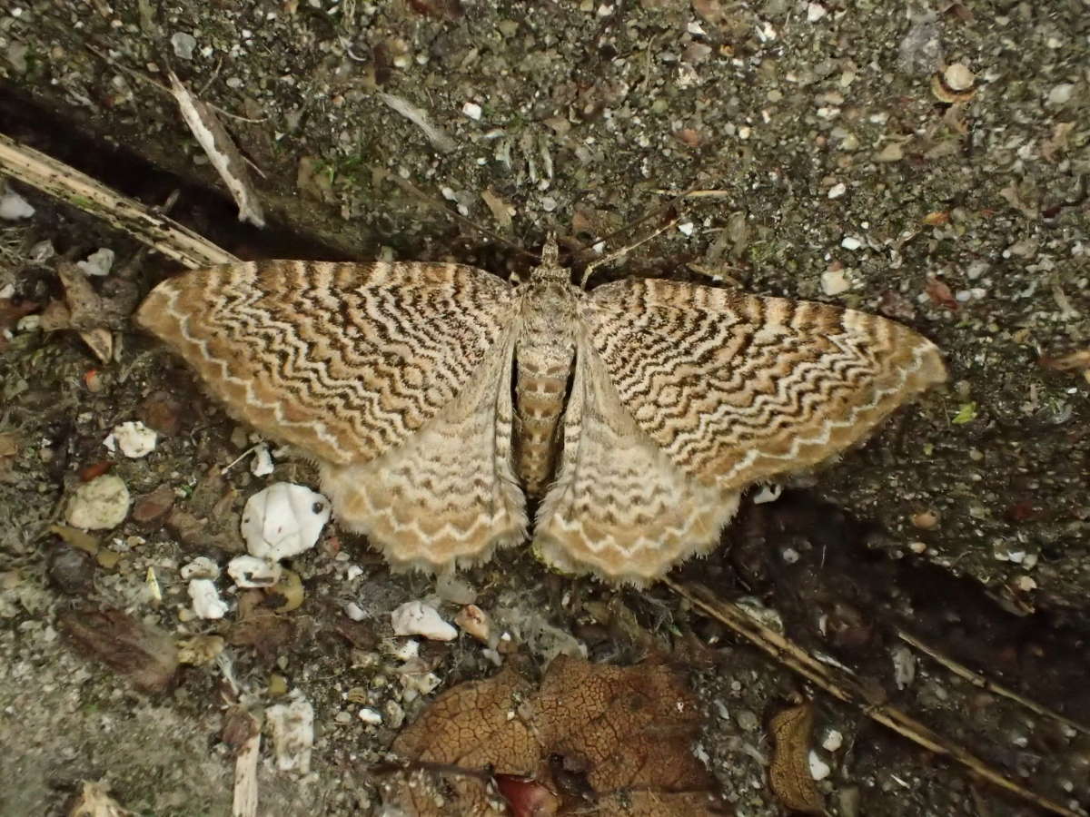 Scallop Shell (Rheumaptera undulata) photographed at Stodmarsh NNR by Dave Shenton