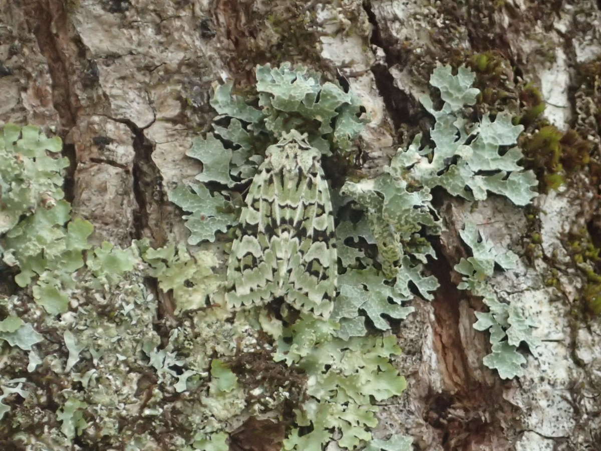 Merveille du Jour (Griposia aprilina) photographed in Kent by Dave Shenton 