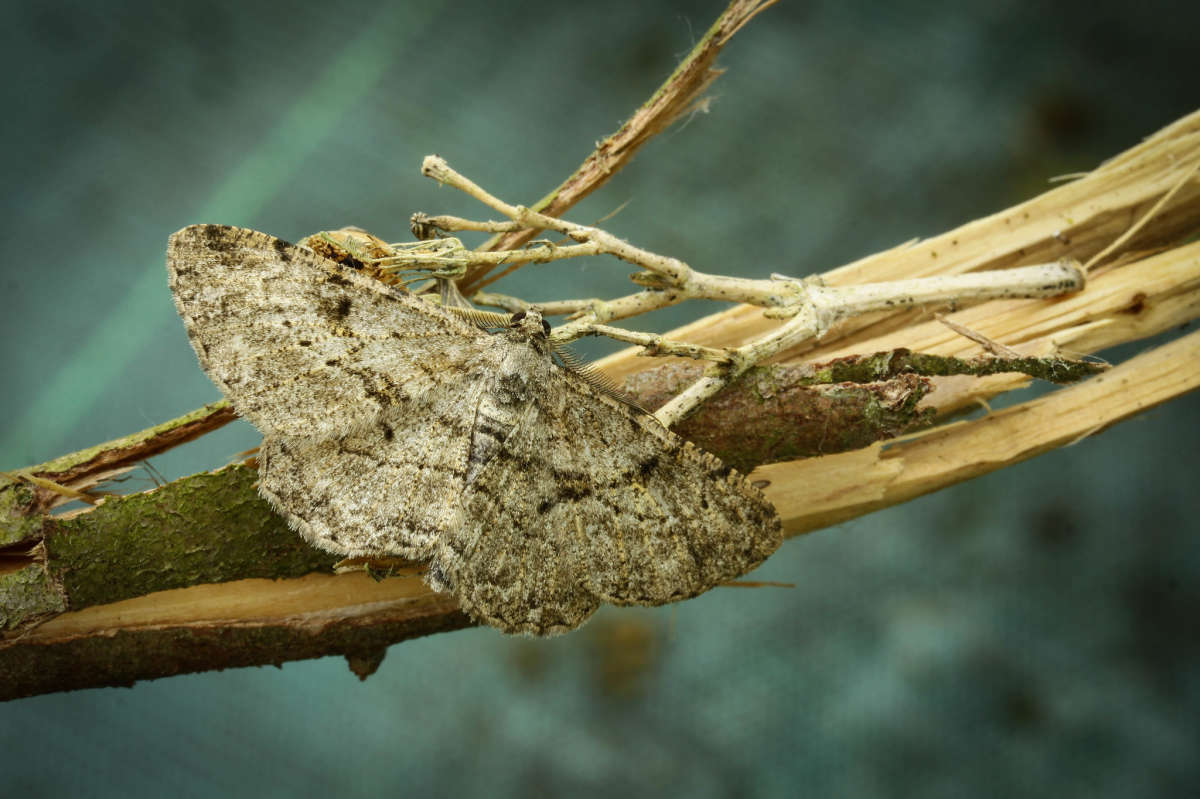 Willow Beauty (Peribatodes rhomboidaria) photographed in Kent by Carol Strafford 