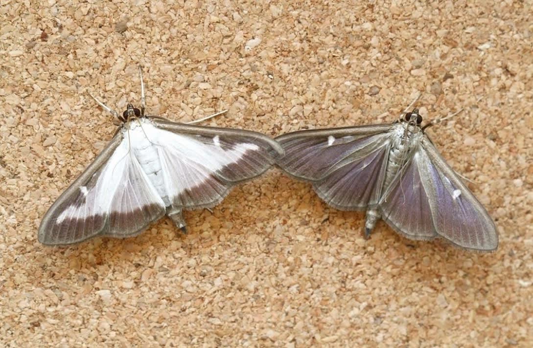 Box-tree Moth (Cydalima perspectalis) photographed in Kent by Josh Jones 