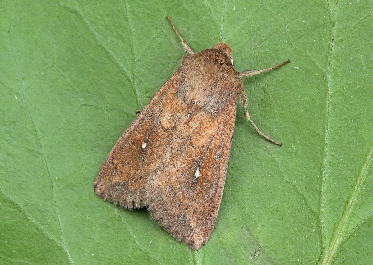 White-point (Mythimna albipuncta) photographed in Kent by Peter Maton