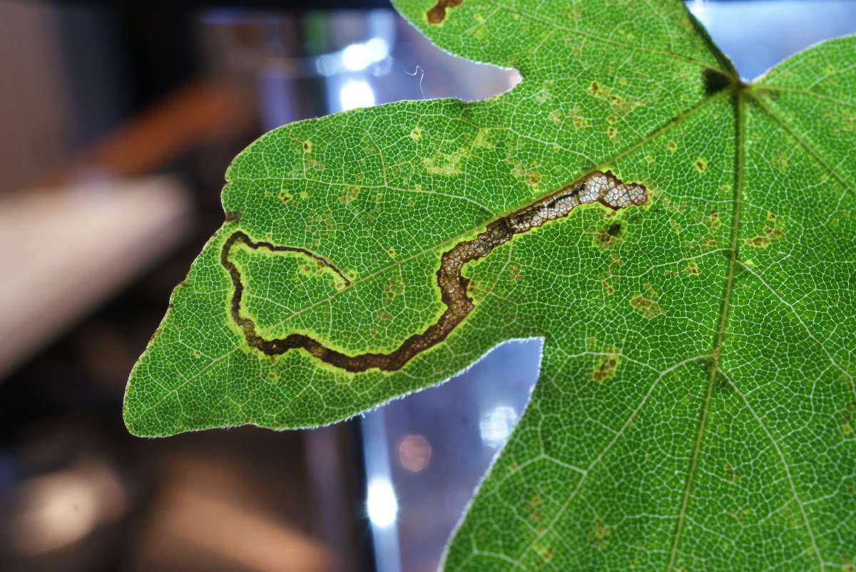 Scarce Maple Pigmy (Stigmella aceris) photographed at Aylesham  by Dave Shenton 