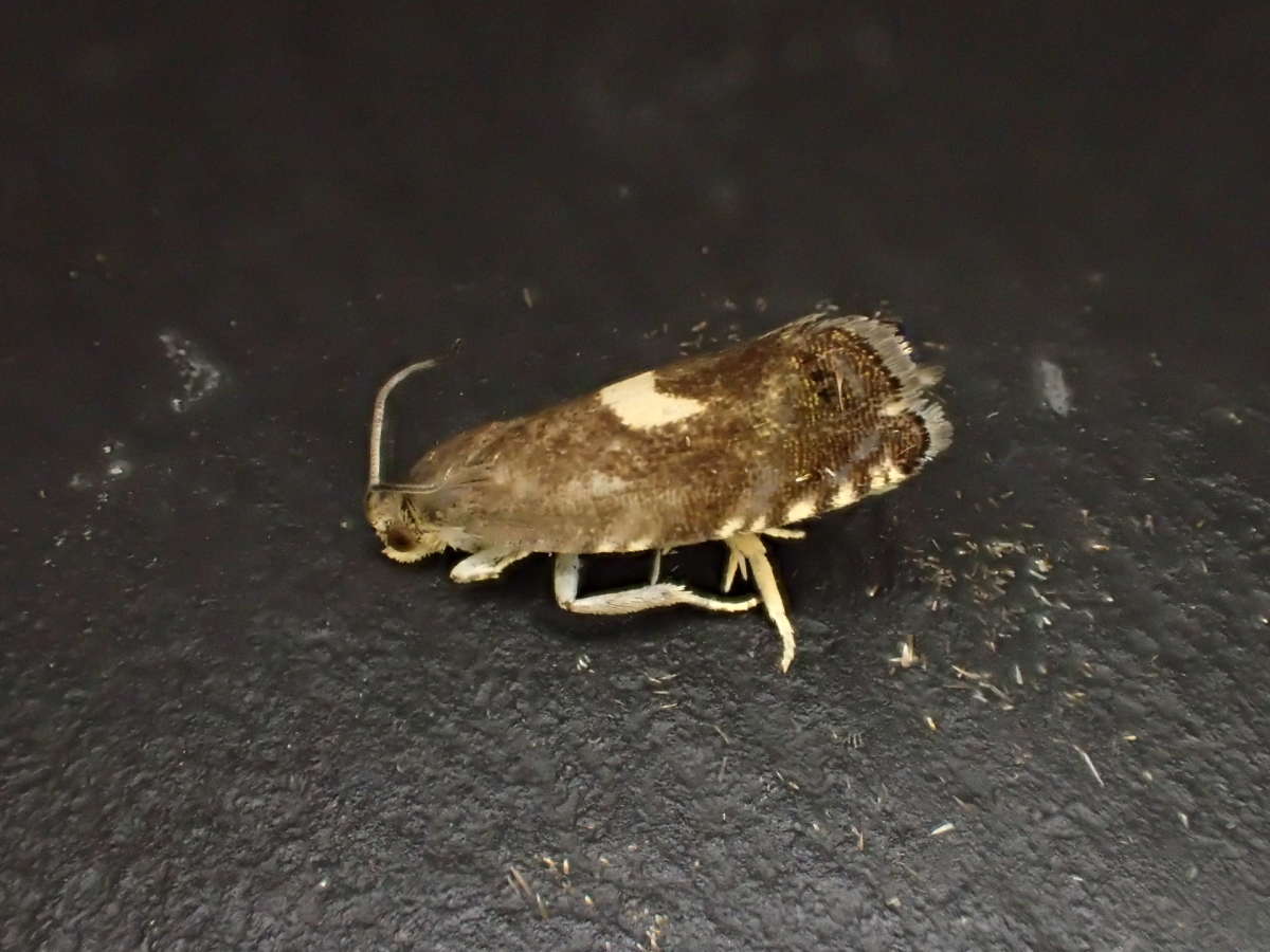 Scarce Maple Piercer (Cydia inquinatana) photographed at Ashford by Dave Shenton