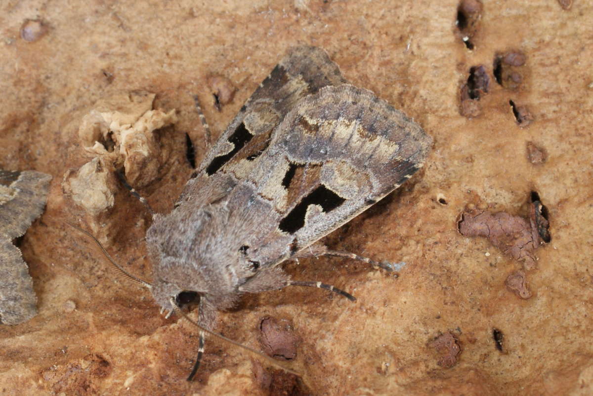 Hebrew Character (Orthosia gothica) photographed at Aylesham  by Dave Shenton 